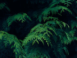 Green thuja tree branches background.