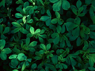 Background of dark green leaves.