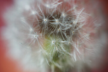 dandelion seeds close up