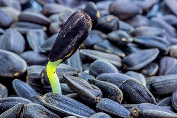 Sunflower sprout, sprouted from sunflower seeds close-up.