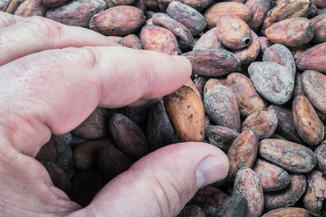 hand examines and selects roasted cocoa beans