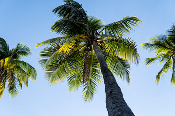bottom view of coconut tree with the blue sky in summer