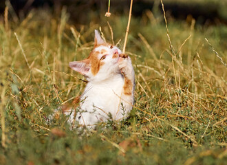 Kitten playing in the grass.