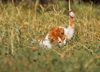 Kitten playing in the grass.