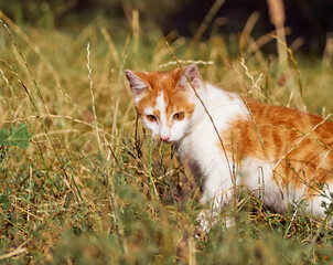 Kitten playing in the grass.