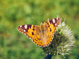 Obraz premium Colorful butterfly on a flower.