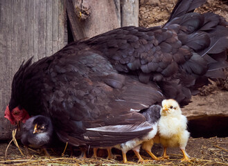 Chicken with chickens in the farmyard.