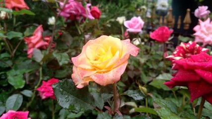 Beautiful Flower and Leaf Plant after rainy day at the park