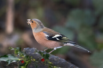 Chaffinch with seeds in beak
