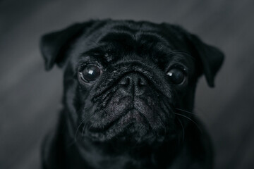 Portrait of a black pug dog, looking straight