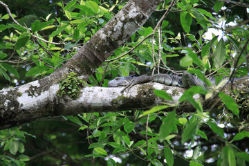 iguana in a tree in Costa Rica