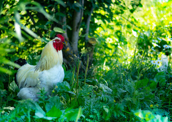 Photo of a small rooster. He's walking through the grass, and there's a small tree behind him. The picture was taken in the summer. sunlight is visible in the upper-right corner of the photo.