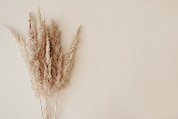 Dry pampas grass reeds agains on beige background. Beautiful pattern with neutral colors. Minimal, stylish, monochrome concept. Flat lay, top view, copy space. Set sail champagne trend color 2021 - obrazy, fototapety, plakaty