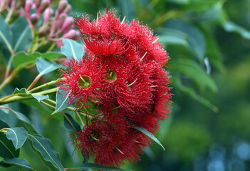Red blossoms of the Australian native flowering gum tree Corymbia ficifolia Wildfire variety, Family Myrtaceae. Endemic to Stirling Ranges on south west coast of Western Australia