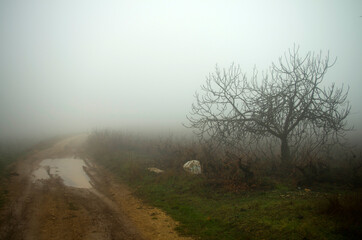 Fototapeta na wymiar Winter vineyards. Mountain village Panagia. Vouni Panagias Nature Trail. Cyprus.