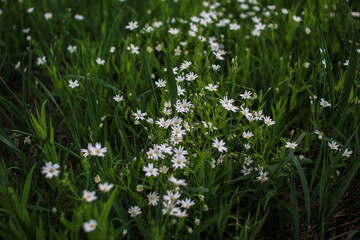 Delicate white flowers grow in the grass