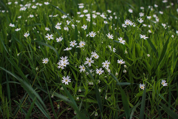 Delicate white flowers grow in the grass