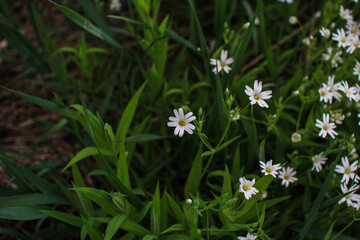 Delicate white flowers grow in the grass