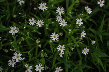 Delicate white flowers grow in the grass