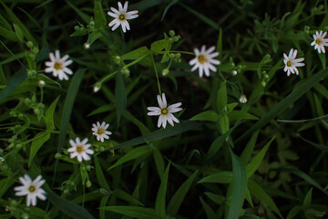 Delicate white flowers grow in the grass