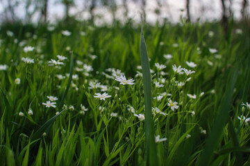 Delicate white flowers grow in the grass