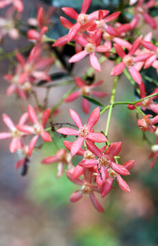 Red Sepals Of The New South Wales Christmas Bush, Ceratopetalum Gummiferum, Family Cunoniaceae. Occurs In Open Forest And Rainforest 