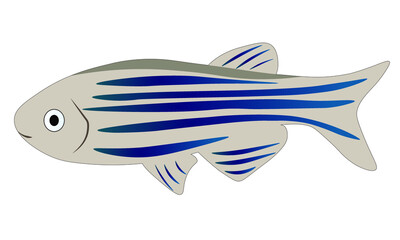 Zebrafish 