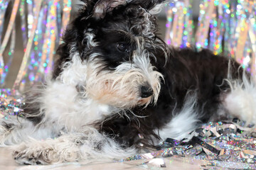 Mini schnauzer , perro de 3 meses. Mascota familiar muy inteligente, blanco y negro. Mirando al...