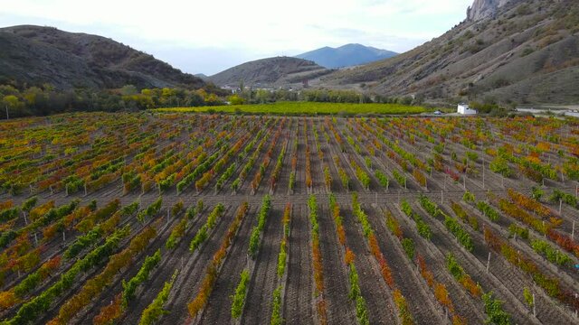 The Crimean Peninsula.The vineyards near the mountain Frog.