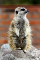 Fototapeta premium Meerkat in the zoo standing on its hind legs.