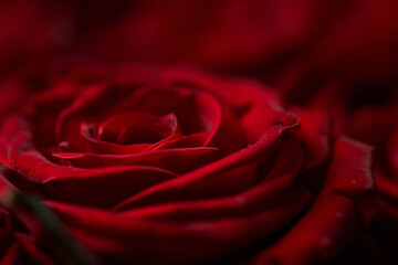 Red roses. Bouquet of flowers.