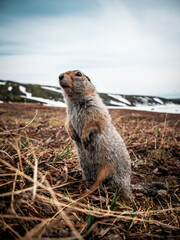 Arctic ground squirrel (evrajka) in front of Avachinsky volcano, Kamchanka peninsula