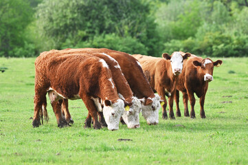 Fototapeta na wymiar Five Hereford Cows