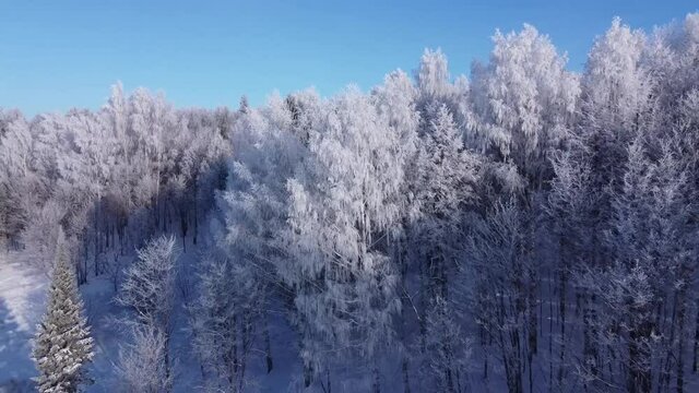Top view of the trees in the snow and others. Aerial photography over the forest on a winter sunny day