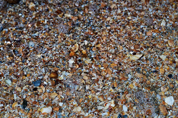 Seaside. Sea bottom. Shell rock.