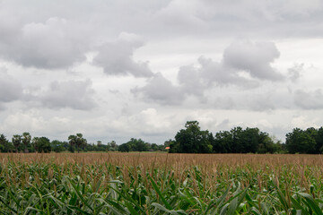 Corn garden with cool gray sky