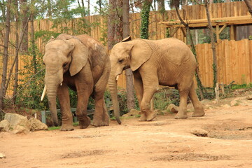 Fototapeta premium Eléphant