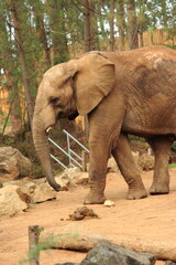 Naklejka premium Eléphant