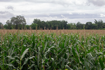 Corn garden with cool gray sky