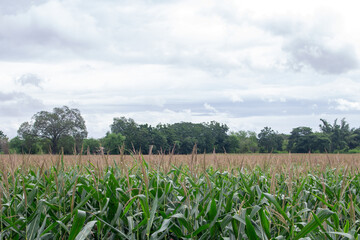 Obraz premium Corn garden with cool gray sky