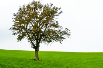 Fototapeta na wymiar Solitary tree in meadow in South Limburg