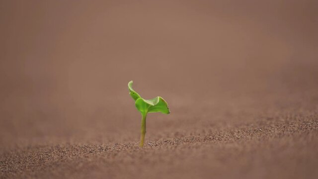 desert growth, sunflower seedling growing out of sand