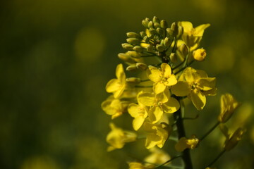 Gelbe Rapsblüten auf dem Feld