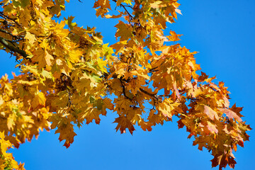 Baum Äste und Zweige mit buntem Herbstlaub im Sonnenschein