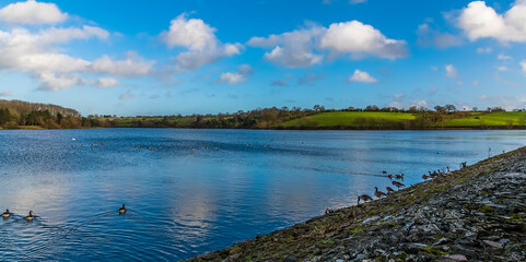 Canadian Geese and ducks on Thornton Reservoir, UK on a bright sunny day