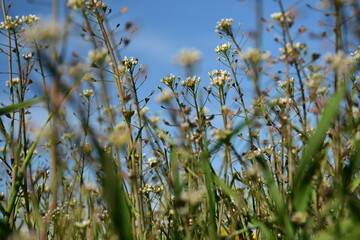 Nahansicht eines Hirtent&auml;schelkrauts auf der Wiese