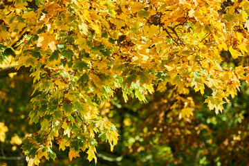 Obraz premium Baum Äste und Zweige mit buntem Herbstlaub im Sonnenschein