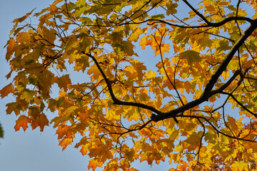Baum Äste und Zweige mit buntem Herbstlaub im Sonnenschein