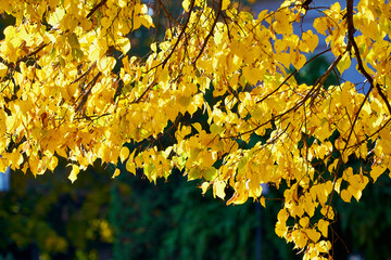 Baum Äste und Zweige mit buntem Herbstlaub im Sonnenschein
