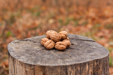 Walnuts on tree trunk in autumn landscape.
Walnüsse in Herbstlandschaft auf Baumstamm.